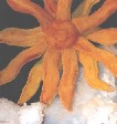 Le soleil